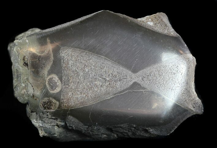 Jurassic Marine Reptile Bone In Cross-Section - Whitby, England #49156